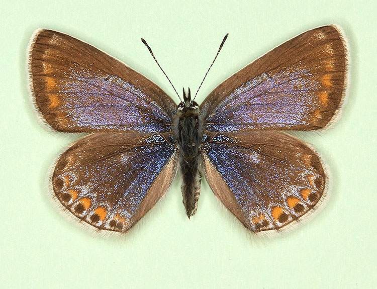 Polyommatus icarus female (aberrant form caerulea + cuneata) (Internet Image property of respective owner, non-commercial use only)